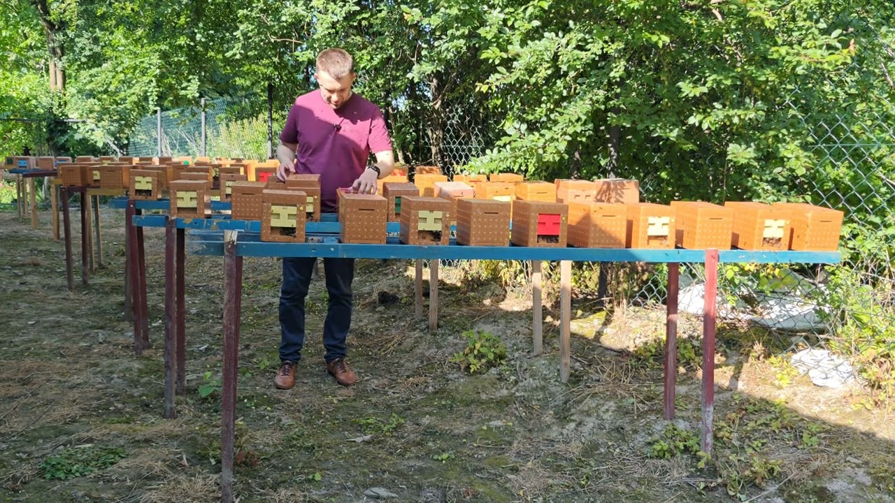 Powrót z Niemieckich trutowisk buckfast 2025 z matkami Anatolica Sahariensis Meda Primorska Elgon