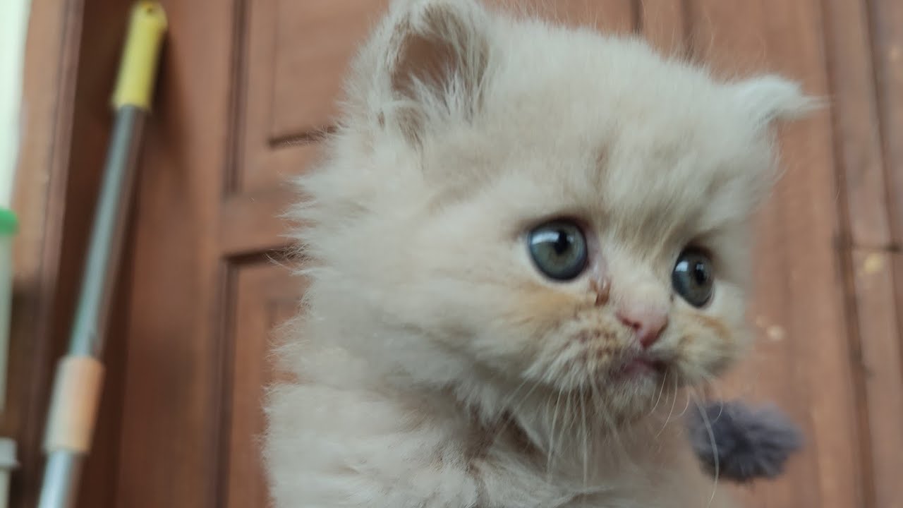 Tau ah, Pokoknya Kucing