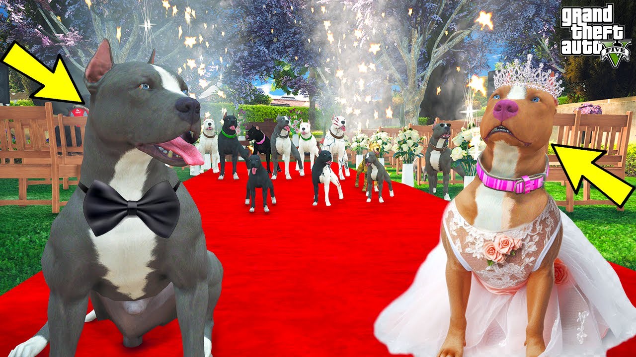 PİTBULL TERMİNATÖR VE LADY EVLENİYOR!(SÜRPRİZ SON!) - GTA 5