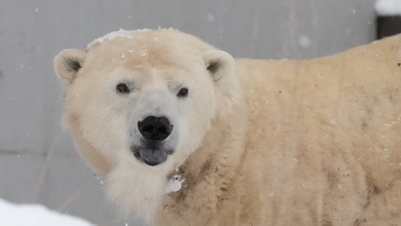 2025 12 5 円山動物園 リラ