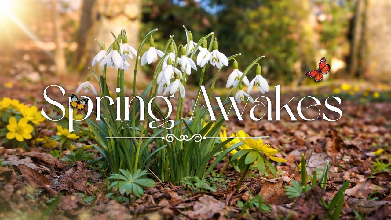 The First Breath of Spring 🌱 Snowdrops & Birds Awakening the Light