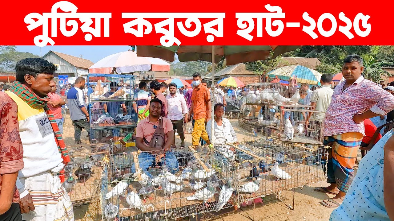 পুটিয়া কবুতর হাট-২০২৫ || Putia kobutor hat || bangladesh pigeon market || putia bazar narsingdi