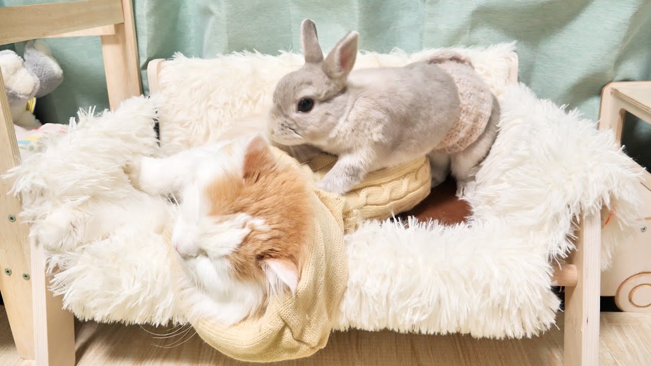 同居五年目にしてうさぎさんが初めて猫にとった謎の行動の理由をどなたか教えてください