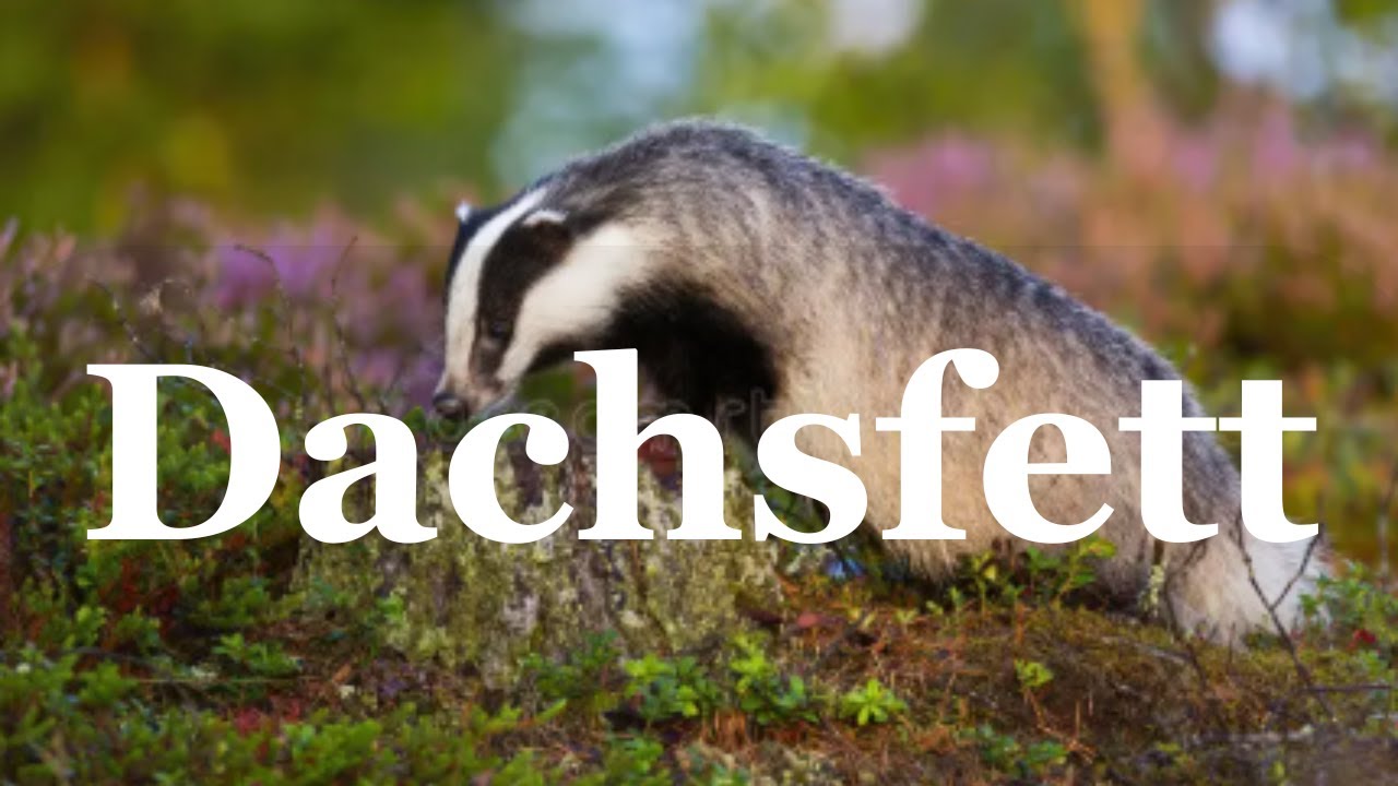 Dachsfett auslassen – Herstellung, Eigenschaften & traditionelle Anwendung