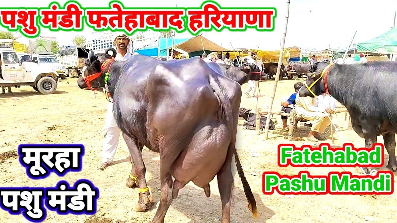 26-3-2023 पशु मंडी फतेहाबाद, Fatehabad Pashu Mandi Haryana @Narendraprajapat777