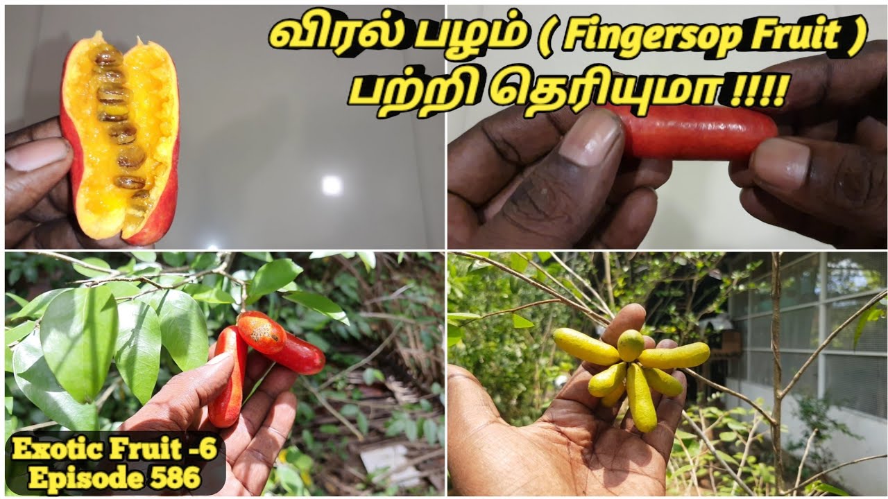 Fingersop fruit Cultivation Explain Tamil #விரல் பழம் பற்றி தெரிய்மா #தோட்டா டழம்