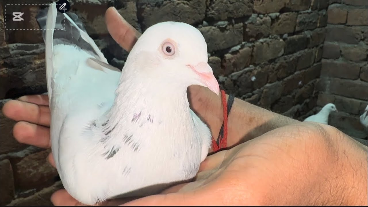 Assalamu Alaykum new Kabotar ka shok kara kal ￼￼