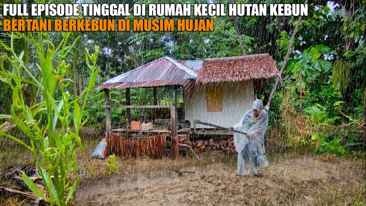 FULL EPISODE MEMBANGUN KEHIDUPAN BERTANI BERKEBUN SELAMA TINGGAL DI RUMAH PONDOK HUTAN KEBUN EPSD 62