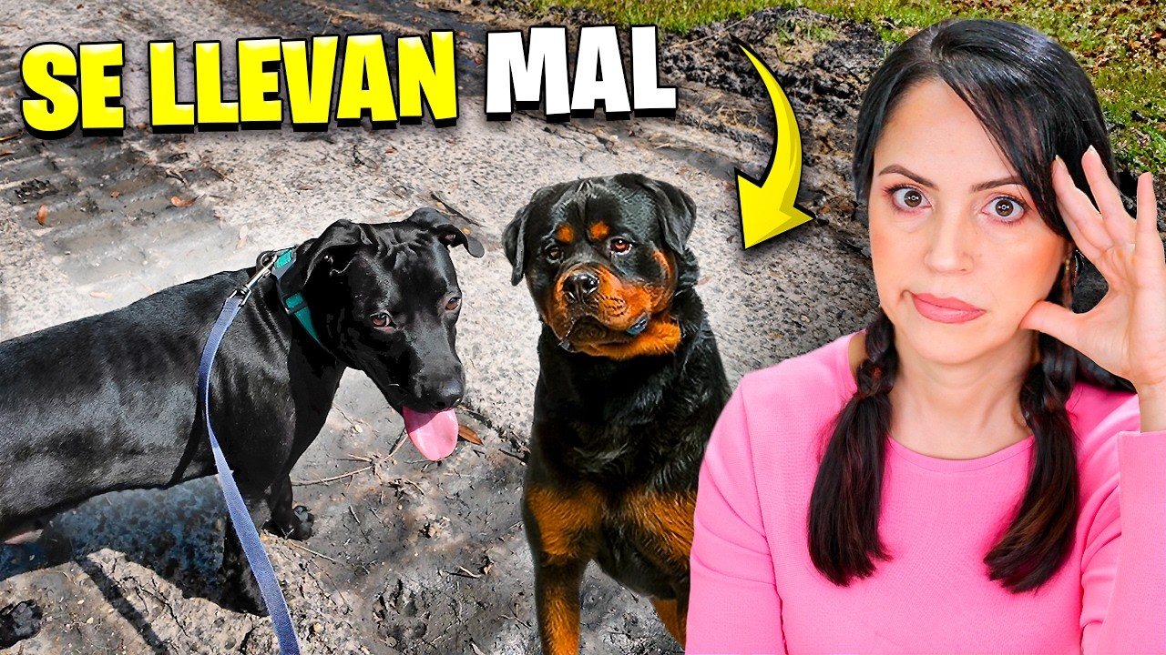 Mis Perros NO QUIEREN Estar JUNTOS 😔 Sandra Cires Vlog