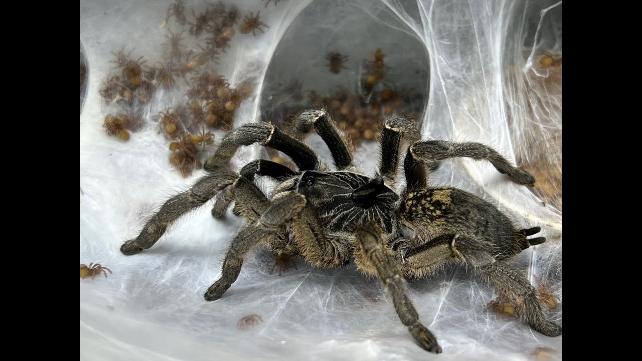 Ceratogyrus marchalli, удаление яйцевого мешка пряморогого павиана