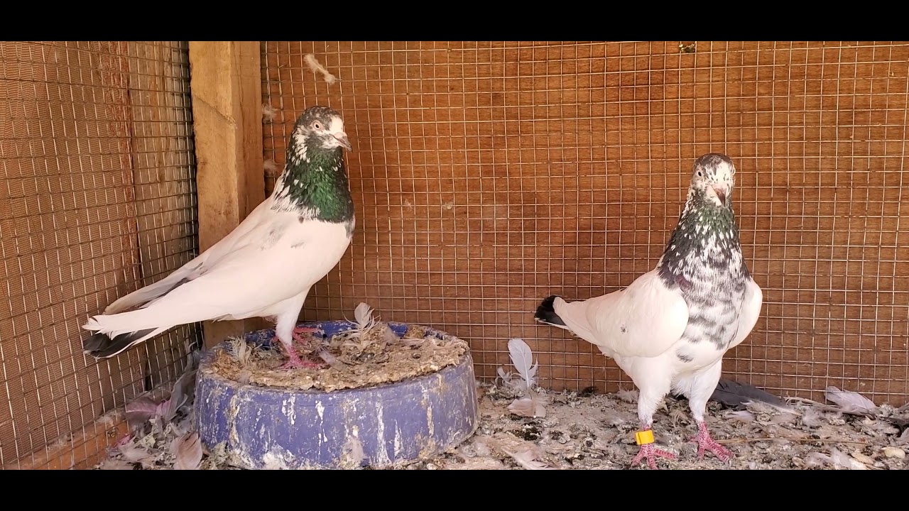 ٣٠ نوفمبر ٢٠٢١