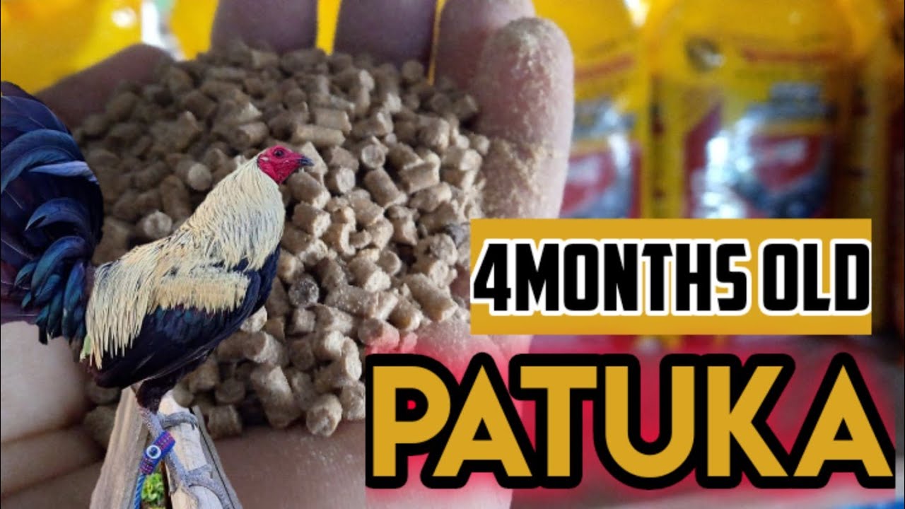 magandang patuka
