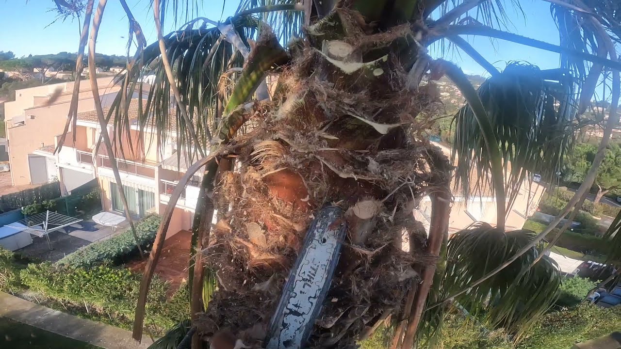nettoyage d 'un palmier washingtonia robusta, taille. gopro hero10