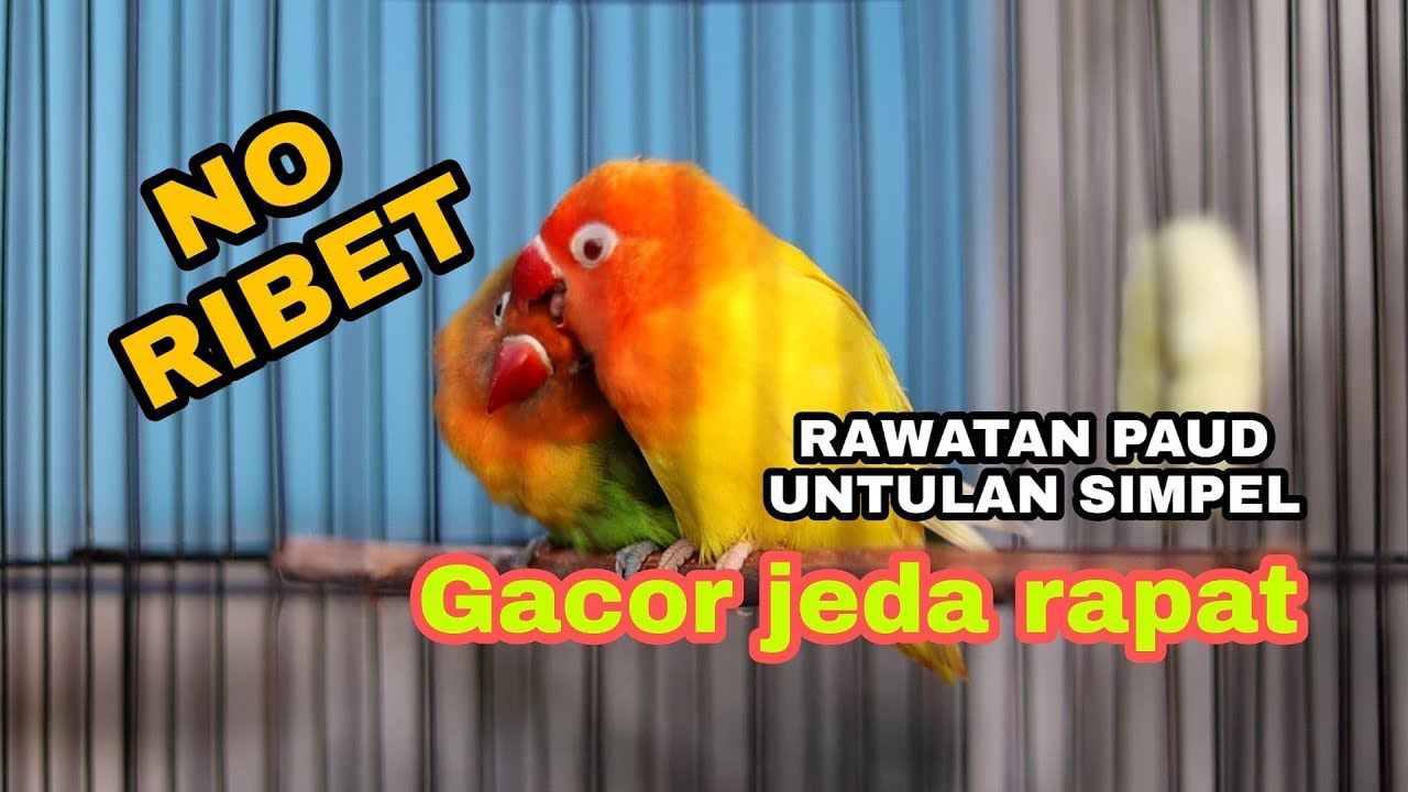 Rawatan lovebird paud untulan super simpel hasil gacor jeda rapat
