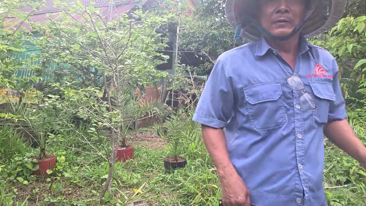 @Chăm tưới vườn cây Chà Là , nguồn gốc cây ở Trung Đông.