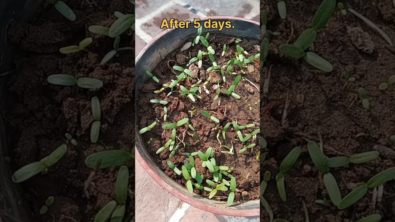 How to grow marigold (गेंदा) from flower| marigold seeds| easy way to grow marigold #marigold