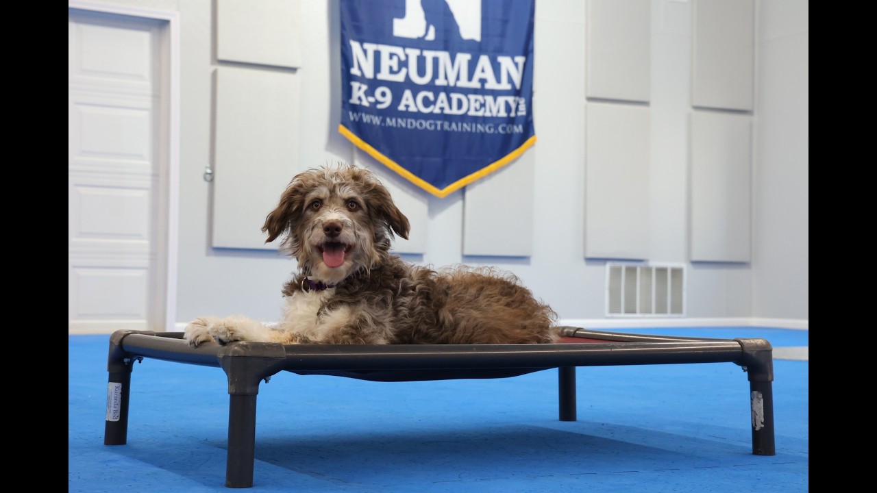 Lola (Aussiedoodle) Puppy Camp Dog Training Video Demonstration