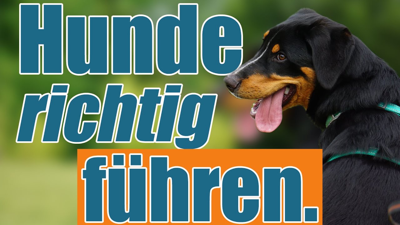 Führungsmentalität - so führst du deinen Hund richtig.