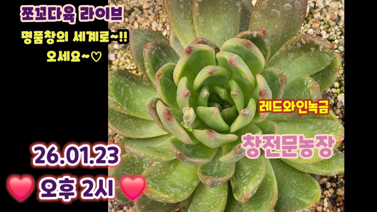 #쪼꼬다육-라이브 방송 01.23 오후2시 ❤️ #쪼꼬신품종창 #명품창 #명품창자구❤️#카드결재가능