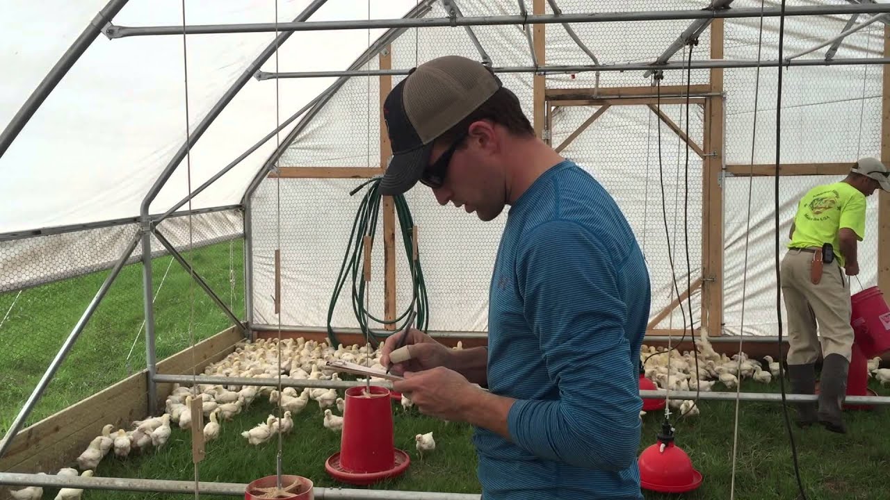 Mobile Range Coop - Chore Time - Cobb Creek Farm