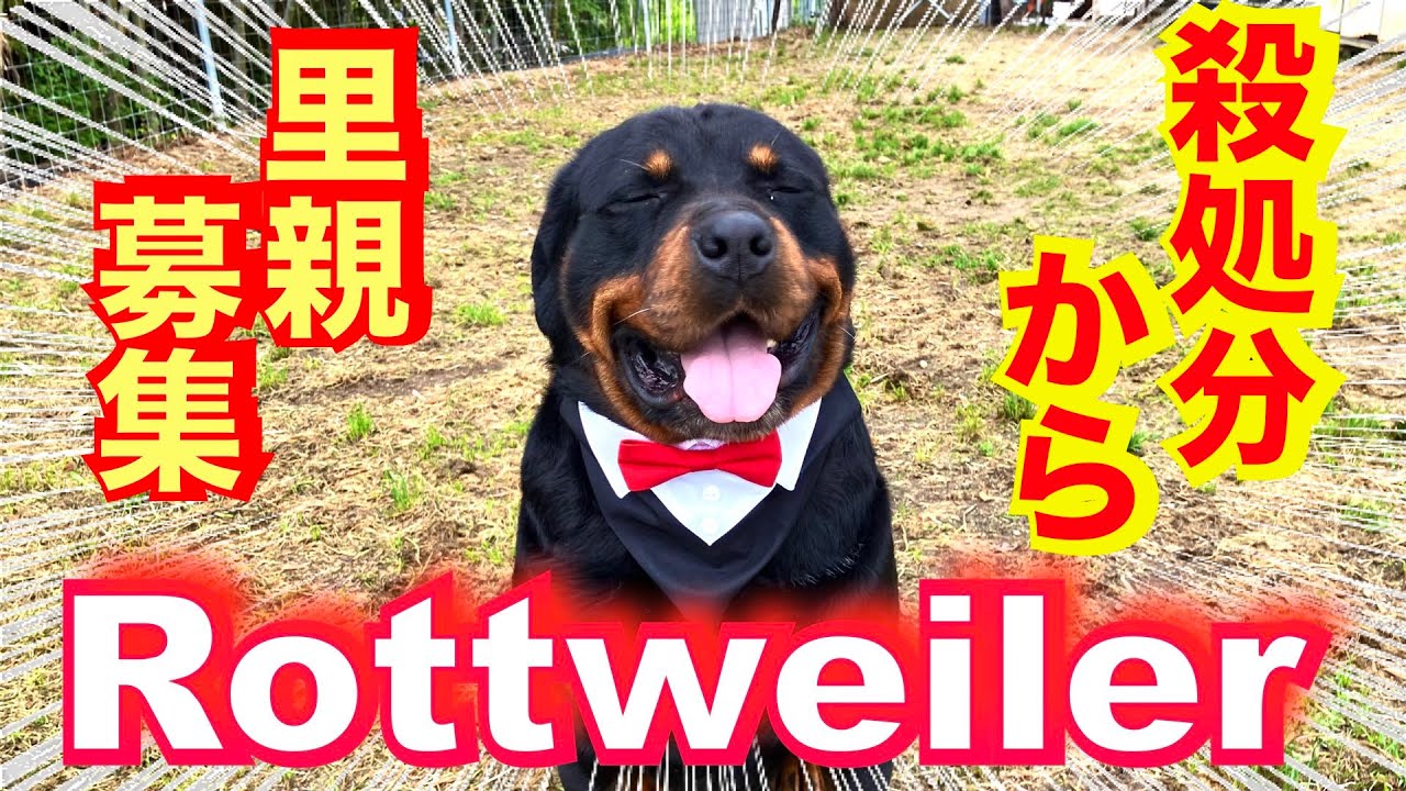 保健所職員を襲ったロットワイラー権蔵くん里親募集中！