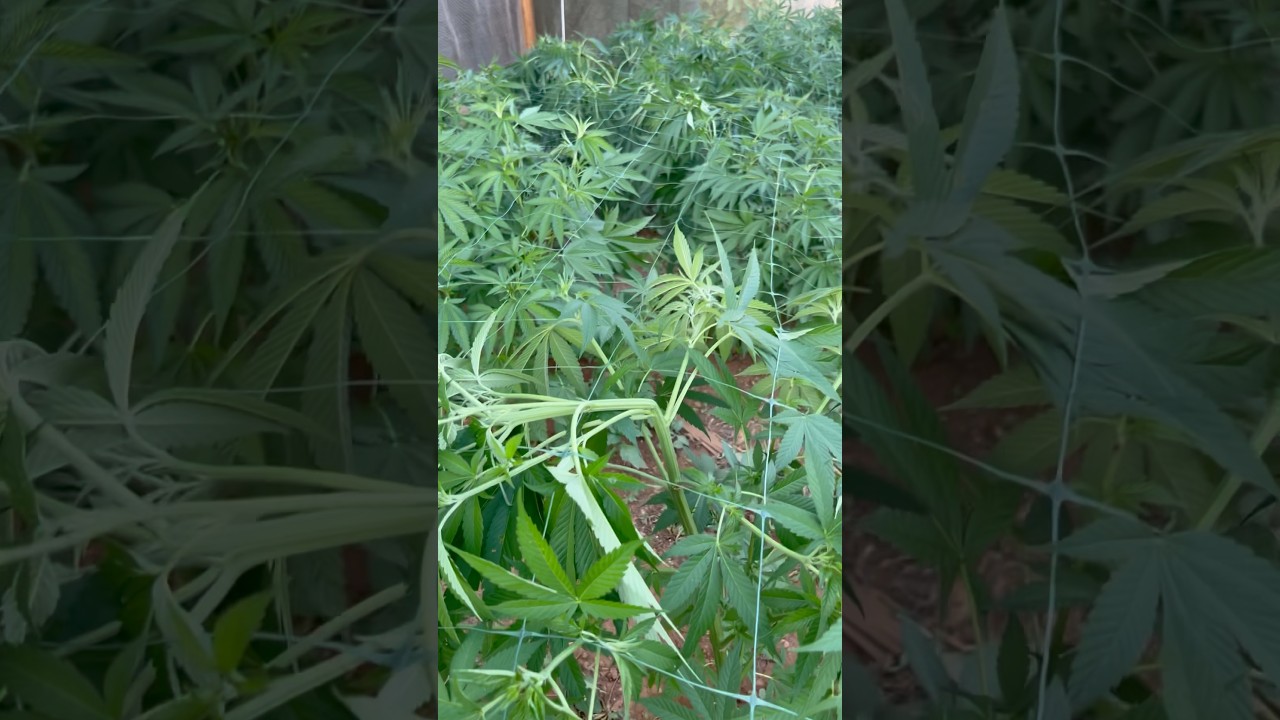 CANNABIS SCROG | Pongo la Primera Capa de Red #shorts