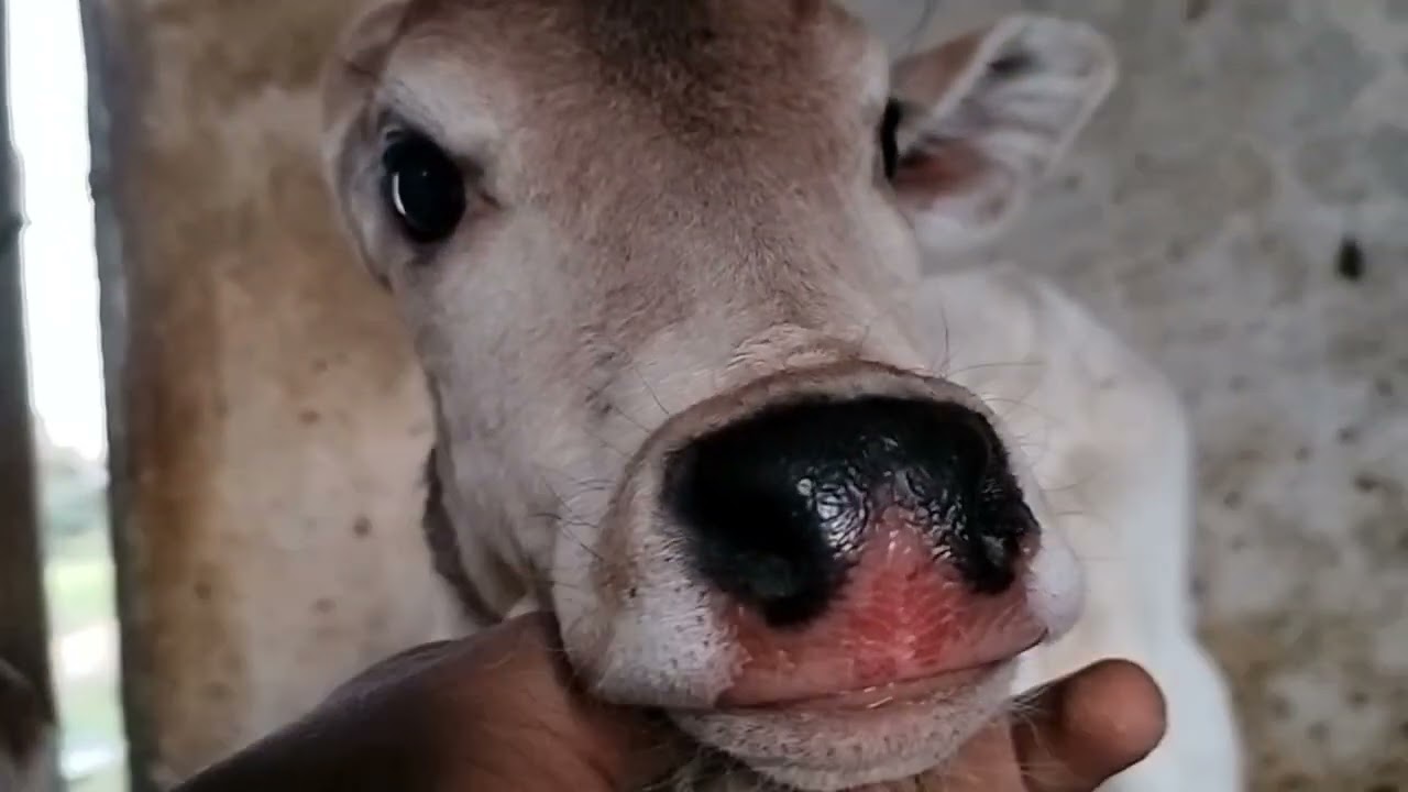 Aaj to humne gayon ke liye bahut sara feed le liya 🐄🐂👍🦦🤘