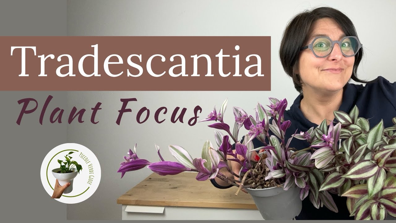 Tutto sulla Tradescantia | cura e coltivazione della tradescanzia