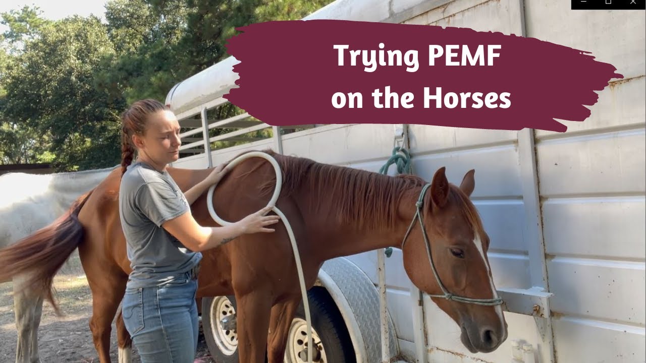 Trying PEMF on the Horses for the First Time