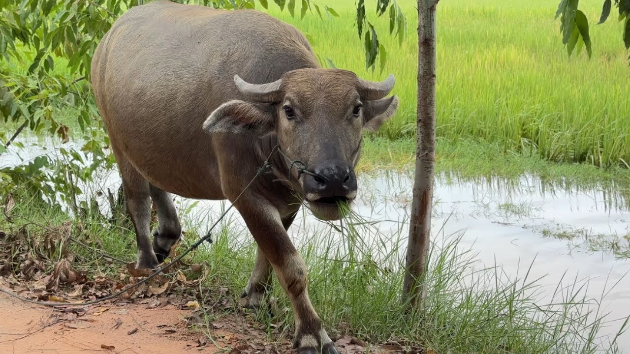 CountryHappy Buffalo and Cutie Ducks Enjoying To Eating Fresh Green Grass in Beautiful Countryside.