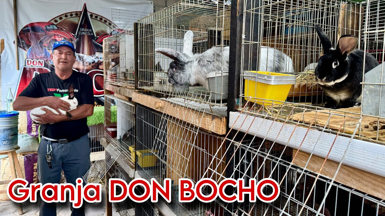 Visitamos Granja de Conejos especialista de conejos REX (Granja Don Bocho) 🐰🤠