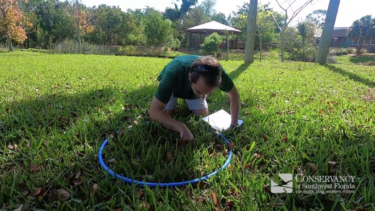 Quadrats | What's in YOUR backyard?
