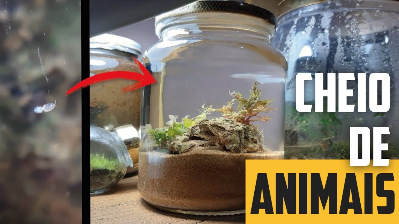 Esse CORAL MARINHO ainda está VIVO no ECOSSISTEMA FECHADO!