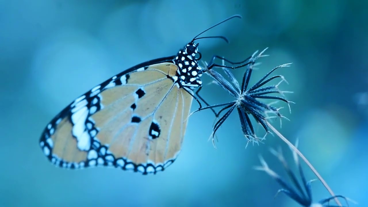 Afterlife - Mono No Aware