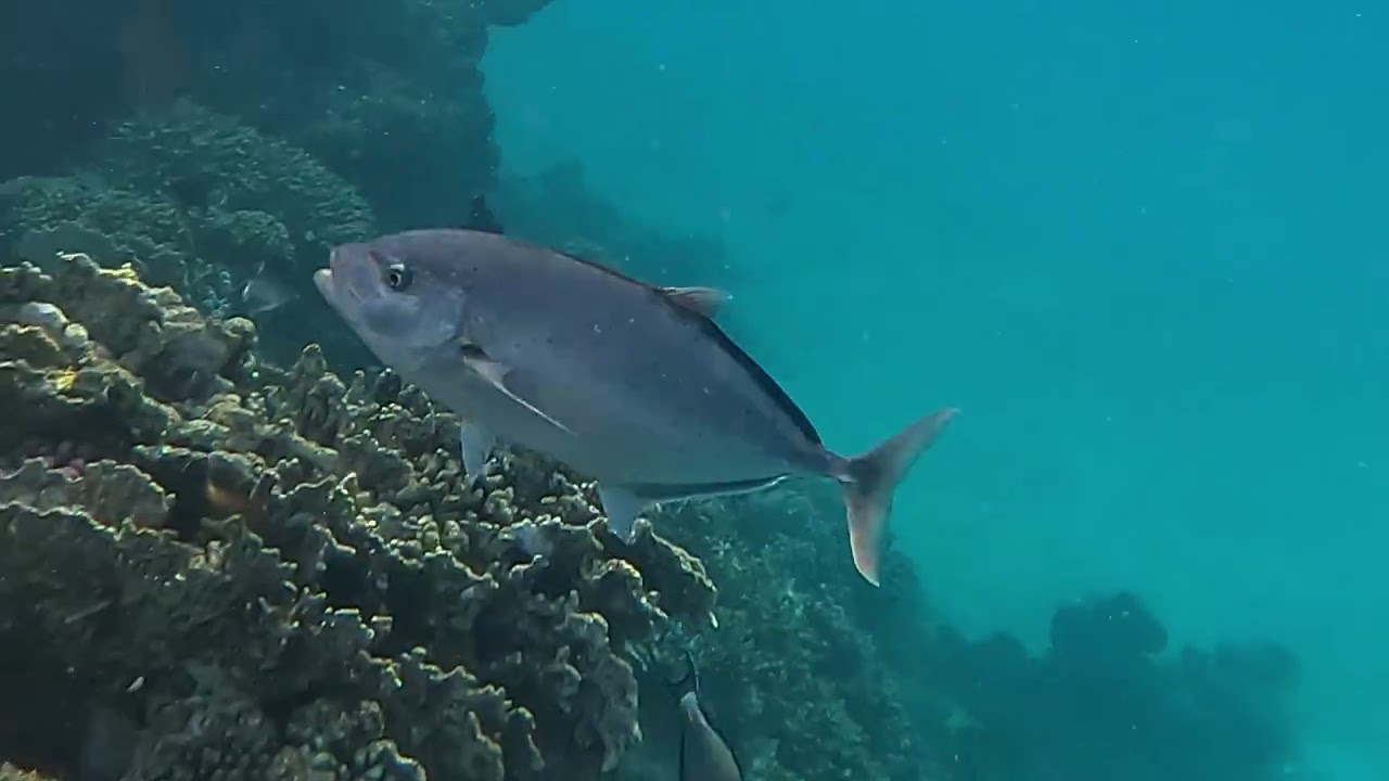 Schnorcheln am Hausriff des Shams Alam in Ägypten im Mai 2025