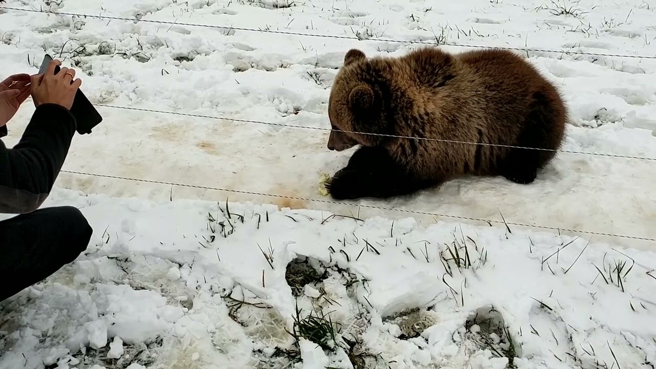 Видео из прошлого: медведь Мансур кушает