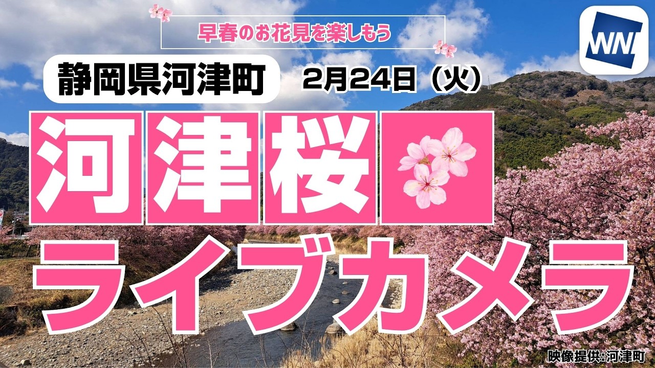 【桜ライブカメラ2026】河津桜／「静岡県河津町」ライブカメラより/Cherry Blossom Live Camera　 2026年2月24日(火)  #桜  #さくら #河津桜