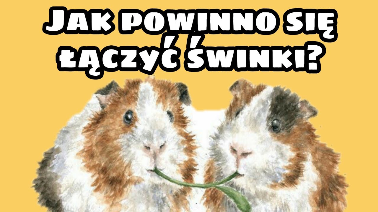Łączenie świnek morskich jak powinno przebiegać?! | MARATON #6