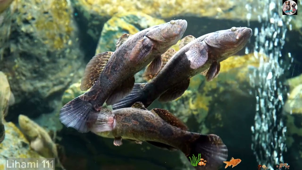 15 Mysterious Ocean Fish That Will Astonish You | Animal World 4K | Lihami 111
