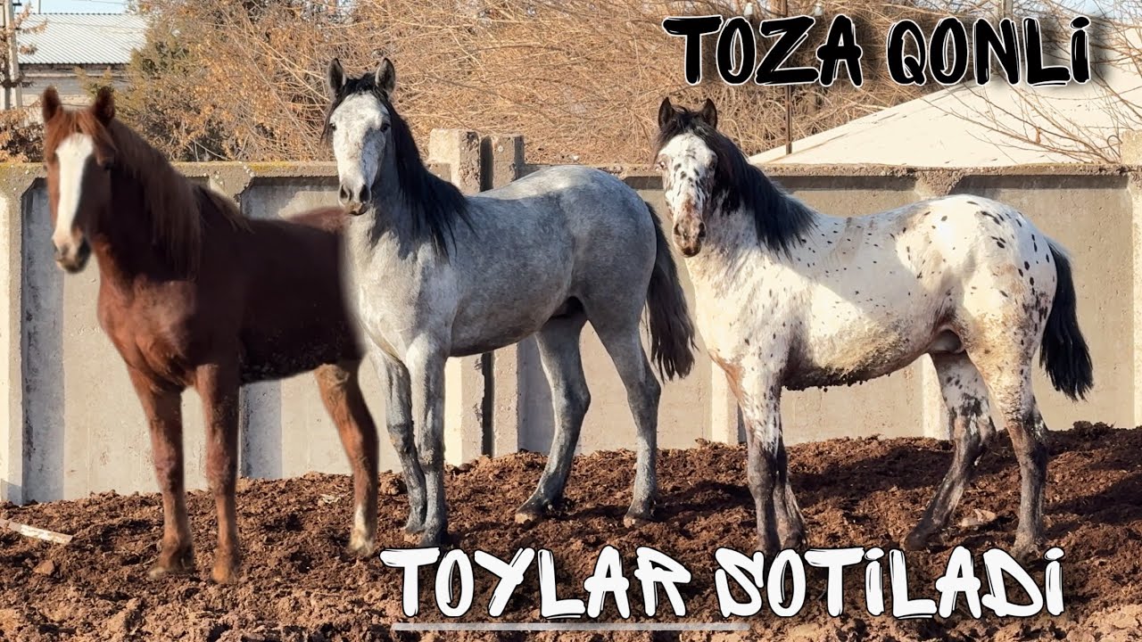 Qorabayir toylar sotiladi . Shoshiling zo’rlaridan