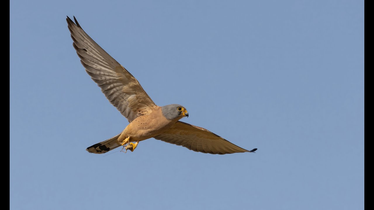 Lesser Kestrels hovering for grasshoppers
