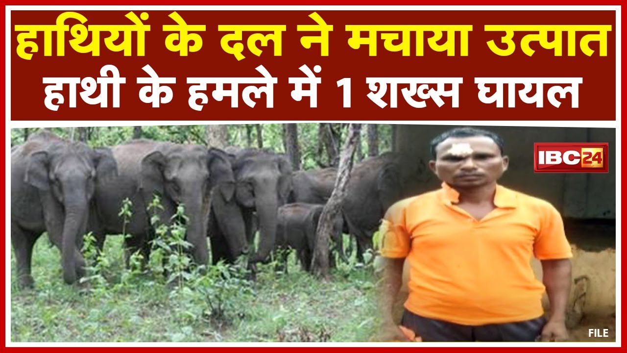 Pendra Elephant Attack : हाथी के हमले में 1 शख्स घायल | 3 घरों को भी हाथियों ने तोड़ा