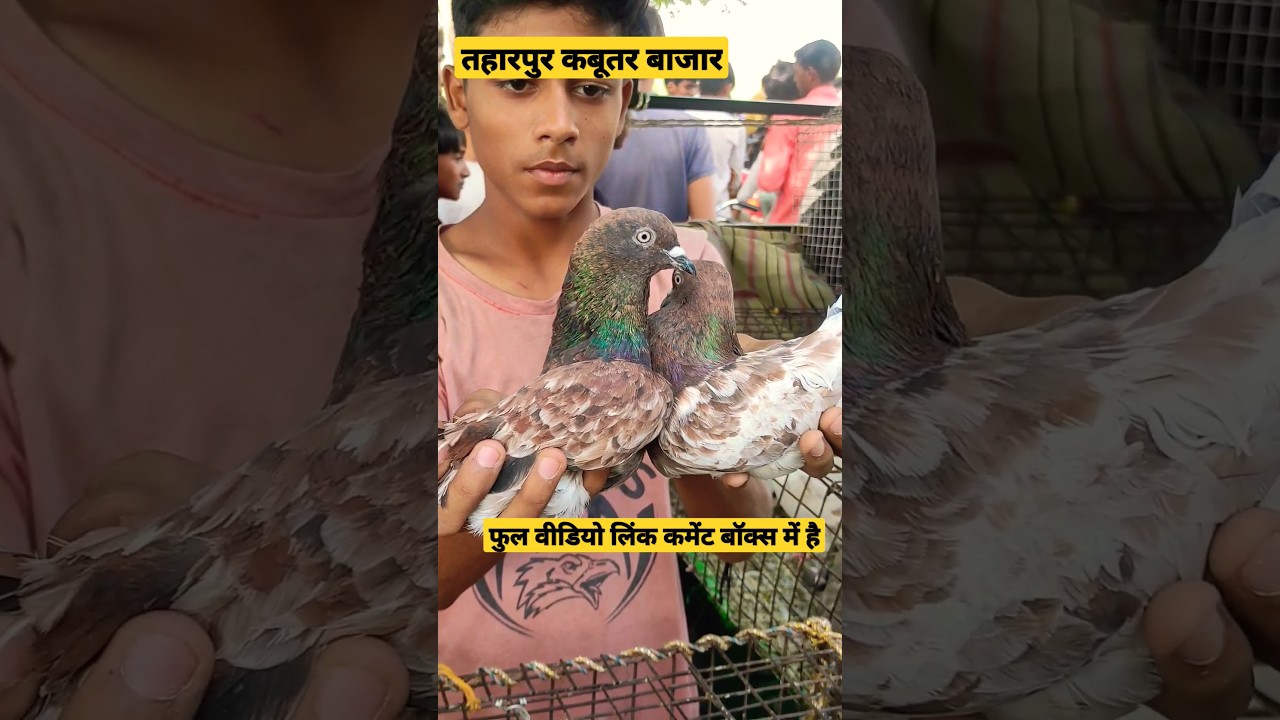 taharpur pigeon market🕊🕊