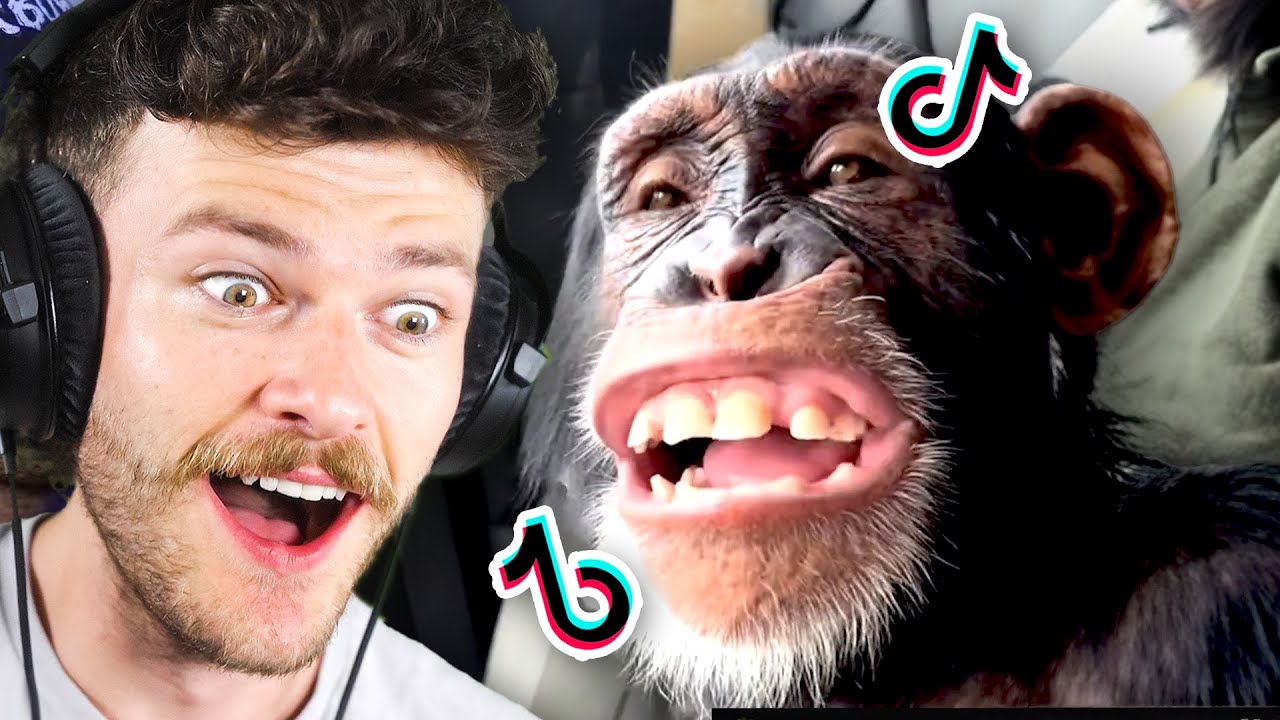 My Editor's Tiktoks Are Cursed...