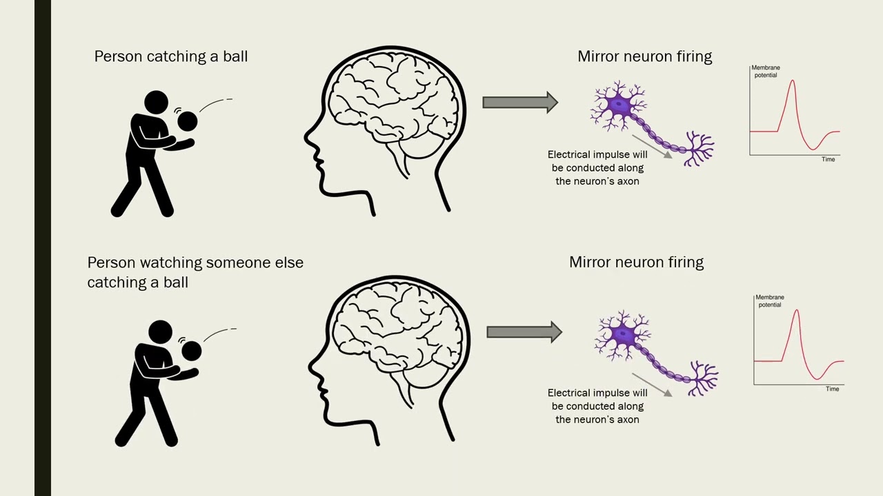 Роль зеркальных нейронов в наблюдательном обучении