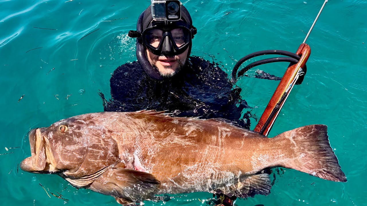 Giants In The Shallows | Black Grouper Spear Clean Cook