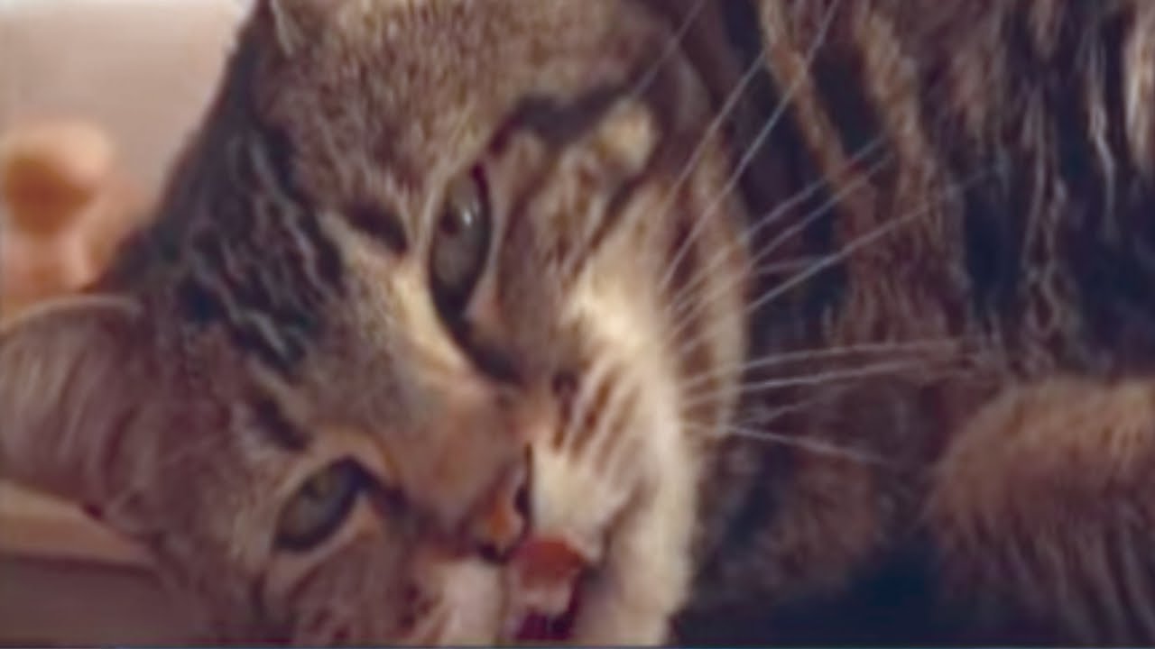Tara the hero cat has nine lives in nine days