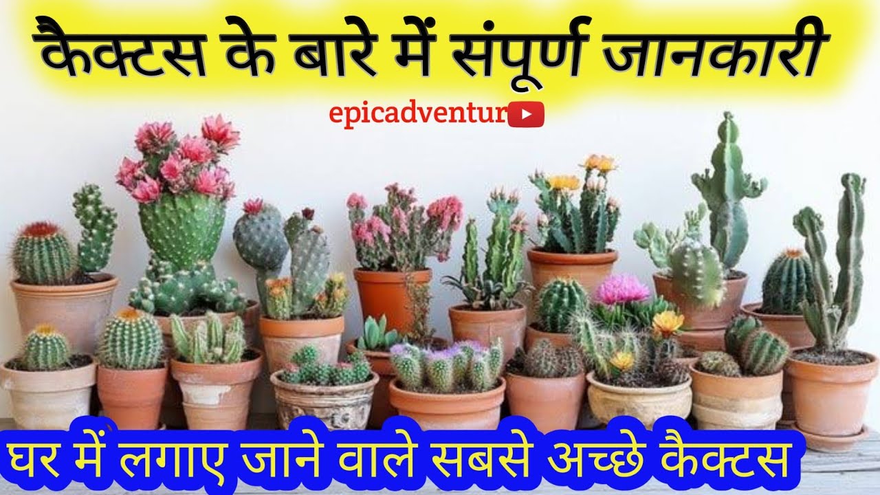 Full details about cactus ||  #epicadventurer #cactus 
