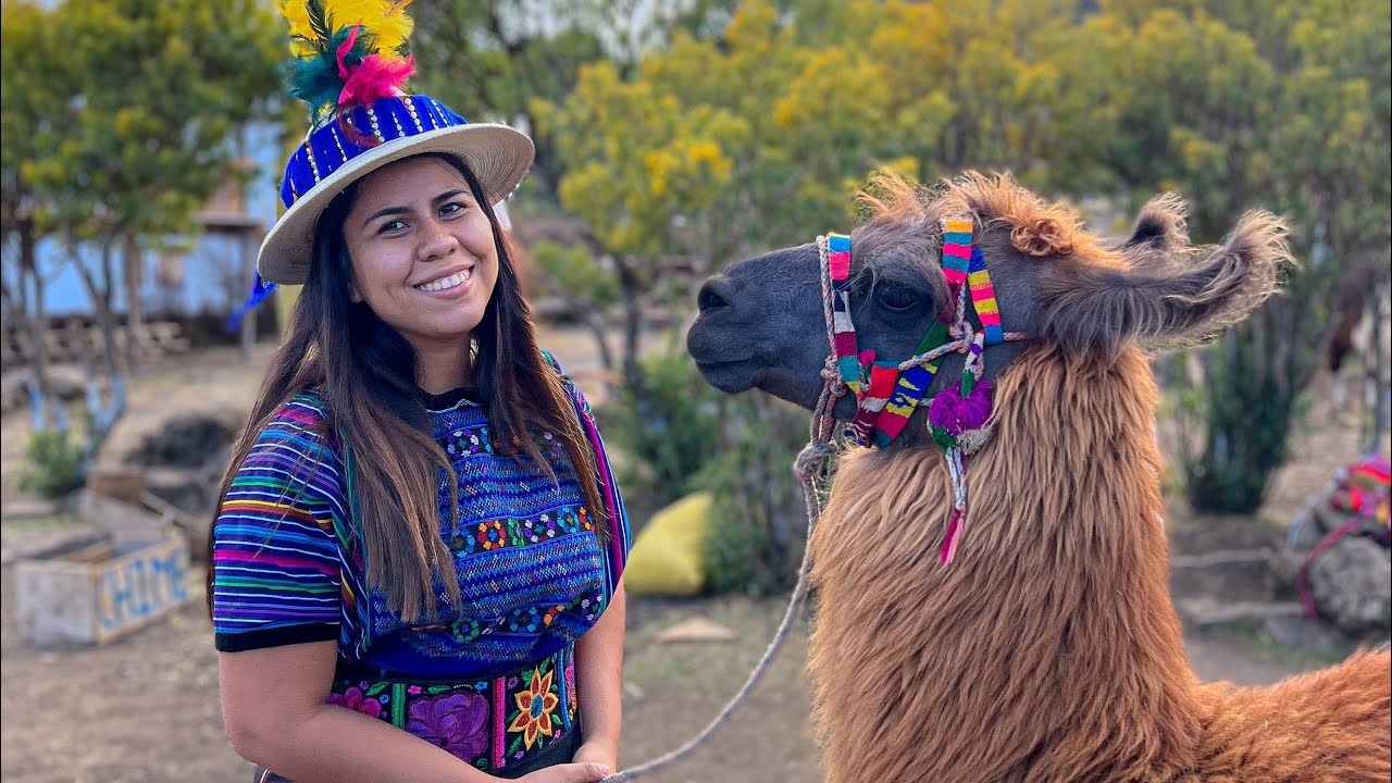 Llamas de Cuchumatanes🦙 (Guatemala) vestimos a producción 😱😂