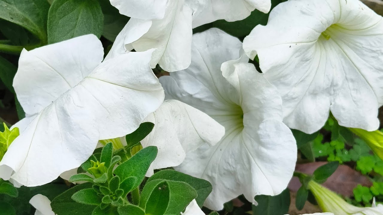 আসসালামু আলাইকুম শুভ সন্ধ্যা 🥀🥀